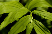 smilacina