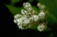 smilacina