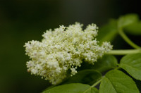 Sureau à grappe
