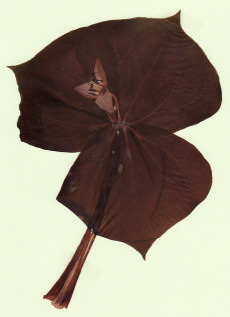 trillium smallii