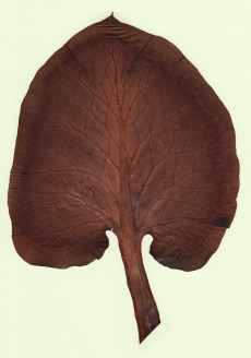 ubayuri