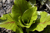 Ubayuri