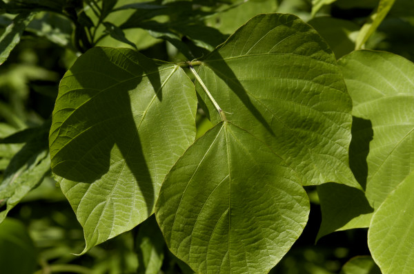 Kudzu