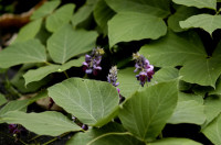 Kudzu
