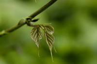 kudzu