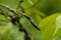 kudzu