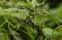 Kudzu