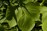 Kudzu