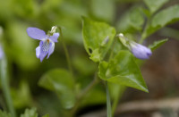 Violette des collines