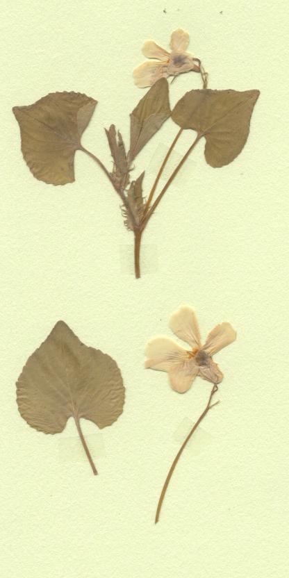 Violette
