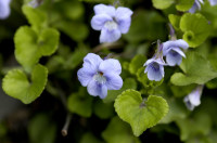 Violette