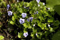 Violette