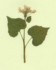 wasabi