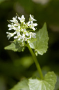 wasabi