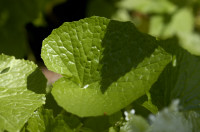 wasabi