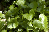 wasabi