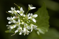 wasabi