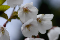 L'herbier du Japon