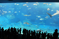 Ocean Park
