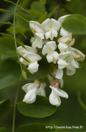 Acacia