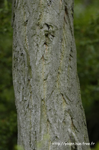 Acacia