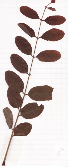 acacia