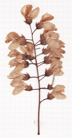 acacia