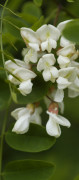 acacia