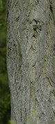 acacia