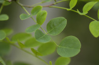 acacia