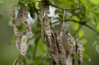 acacia