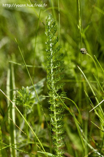 achillée