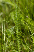 achillée