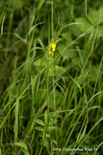 aigremoine
