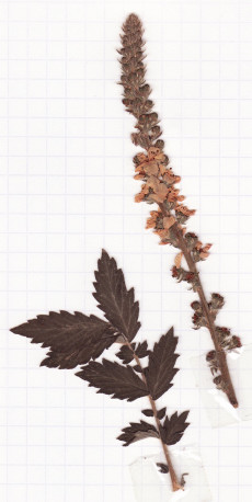 aigremoine