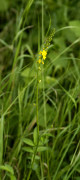 aigremoine