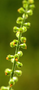 aigremoine