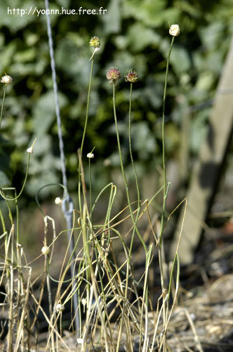 Ail des vignes