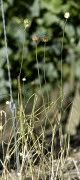 ail des vignes