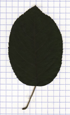 amelanchier