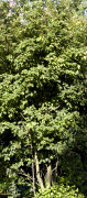 amelanchier