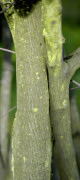 amelanchier