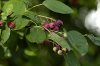 amelanchier