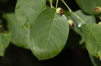 amelanchier