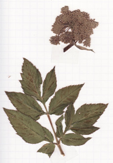 angélique