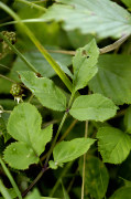 angélique