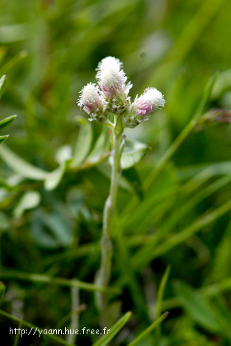 Antennaire dioïque
