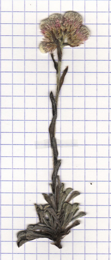antennaire dioique