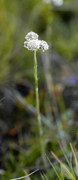 antennaire dioique