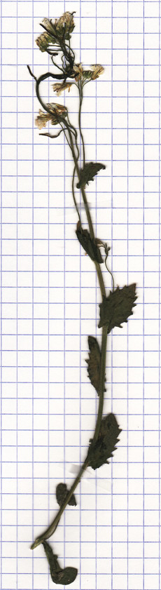 arabette des Alpes